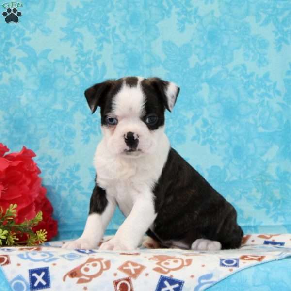Douglas, Boston Terrier Puppy